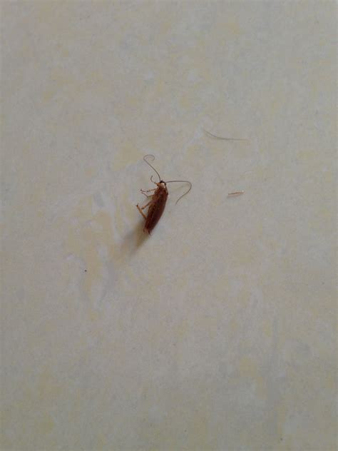 家裡突然出現很多小蟑螂 陳佩雲龍眼乾